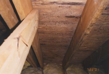 More black mold on the north side